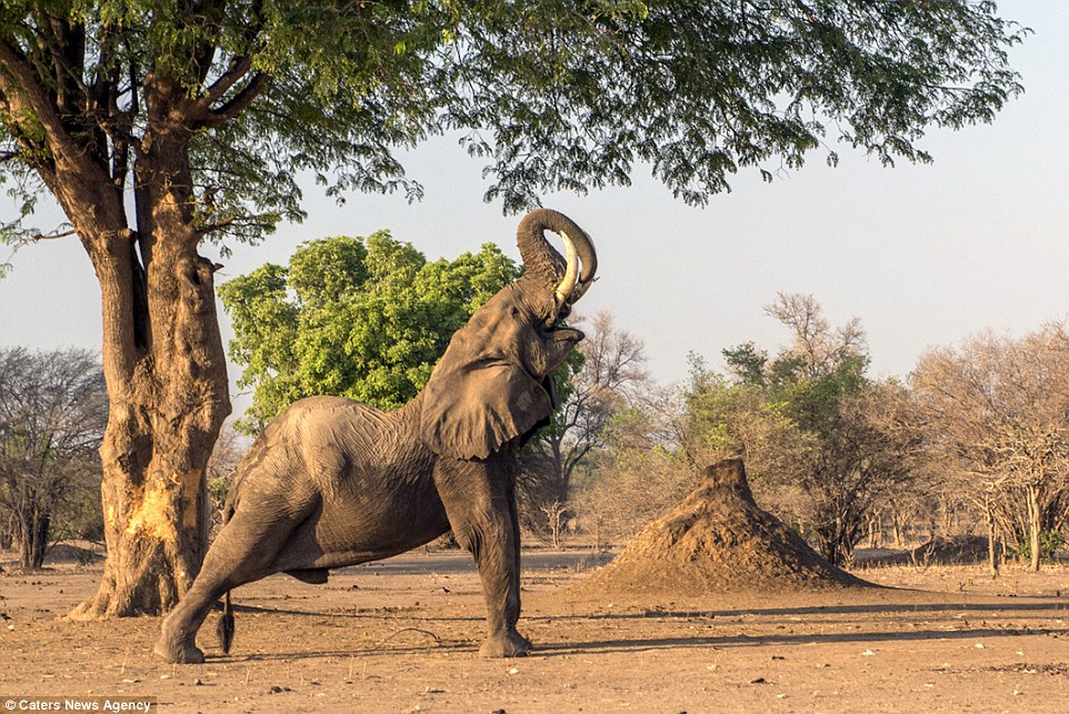 Cvičení jógy zvládne i elegantní slon ze Zimbabwe