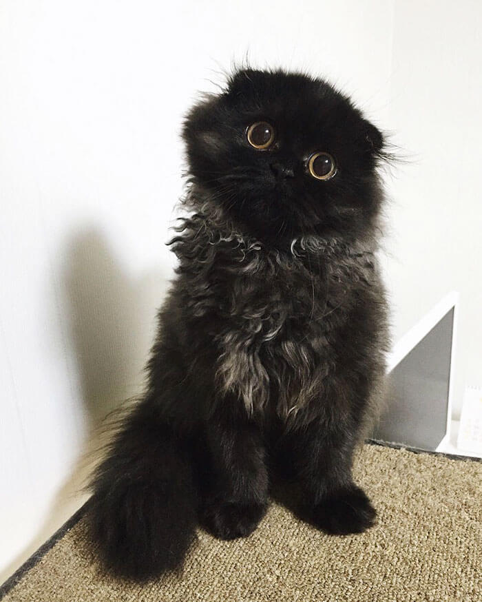 Rozkošná kočka Gizmo má nádherně velké černé oči