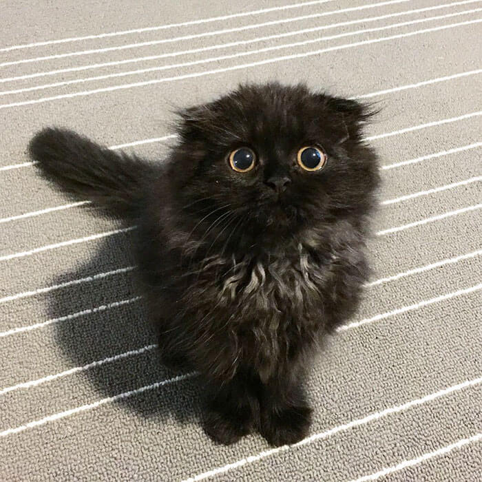 Rozkošná kočka Gizmo má nádherně velké černé oči