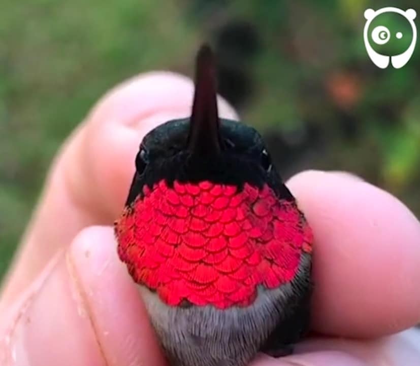 Kolibříci jejichž barvou budete fascinování a okouzlení