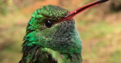 Kolibříci jejichž barvou budete fascinování a okouzlení