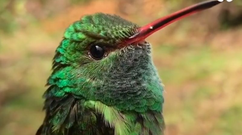 Kolibříci jejichž barvou budete fascinování a okouzlení