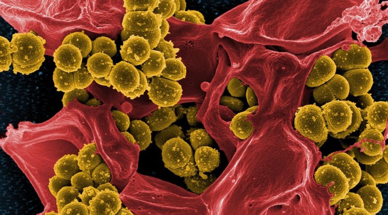 Top 5 nebezpečných bakterií, které jsou v našem těle