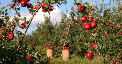 Zázrak jménem jablečný ocet pro naše zdraví