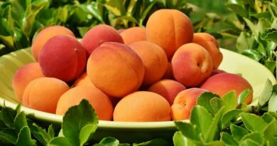 Proč zařadit do jídelníčku meruňky a jejich zdravotní výhody