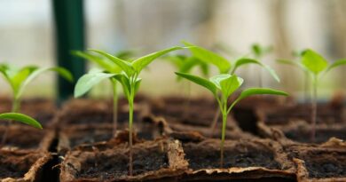 Účinné tipy pro zahradničení jak vypěstovat zdravé rostliny