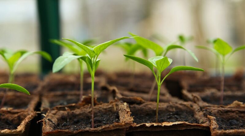 Účinné tipy pro zahradničení jak vypěstovat zdravé rostliny