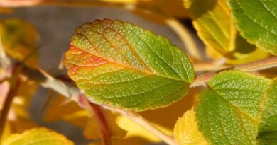 10 důvodů proč listy venkovních rostlin žloutnou a opadávají co je chloroza