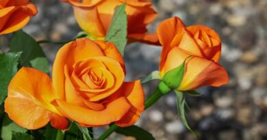 Jednoduché tipy na přípravu zahradní půdy pro pěstování růží a výživa pro růže
