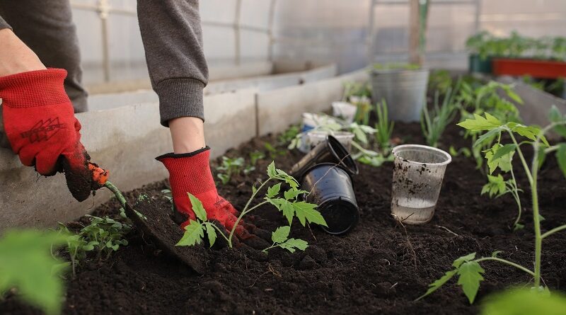 Návod jak si vytvořit zeleninovou zahradu na malém prostoru pěstování čerstvé zeleniny