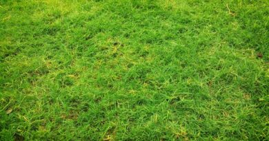 Důvody proč jsou suchá místa v trávníku a jak se jich zbavit