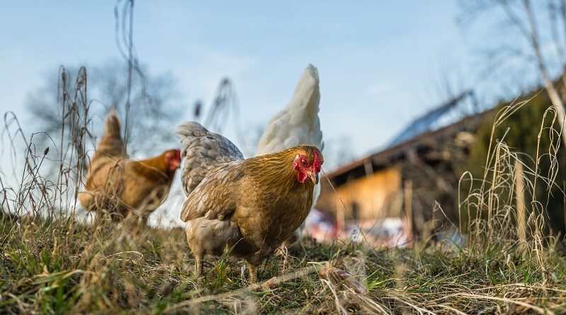 Jak použít slepičí trus jako zahradní hnojivo a jeho výhody