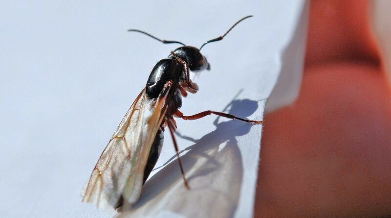 Co jsou létající mravenci, hubení a jak se zbavit mravenců