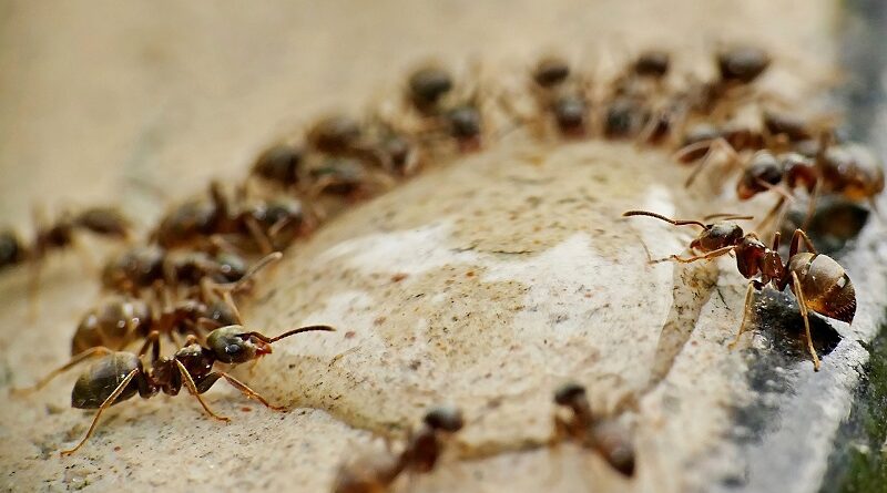 Jak se rychle zbavit mravenců v domě a prevence před mravenci