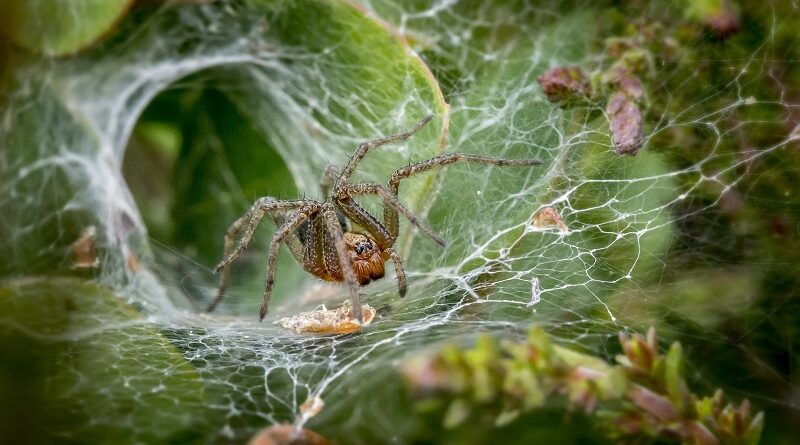 Jak se rychle zbavit pavouků, prevence a jak vyhnat pavouky