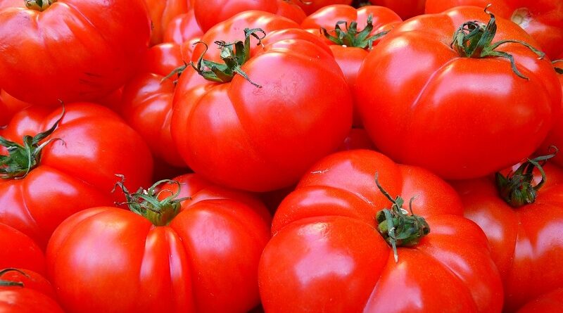 Jaké jsou běžné choroby a nemoci které ničí rostliny rajčat