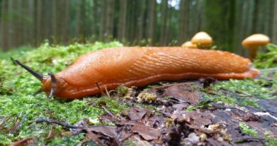 Slimáci v zahradě a jak se zbavit slimáků ekologicky a rychle