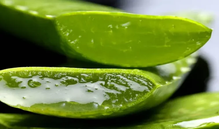 Aloe vera na pupínek v uchu a akné v uchu