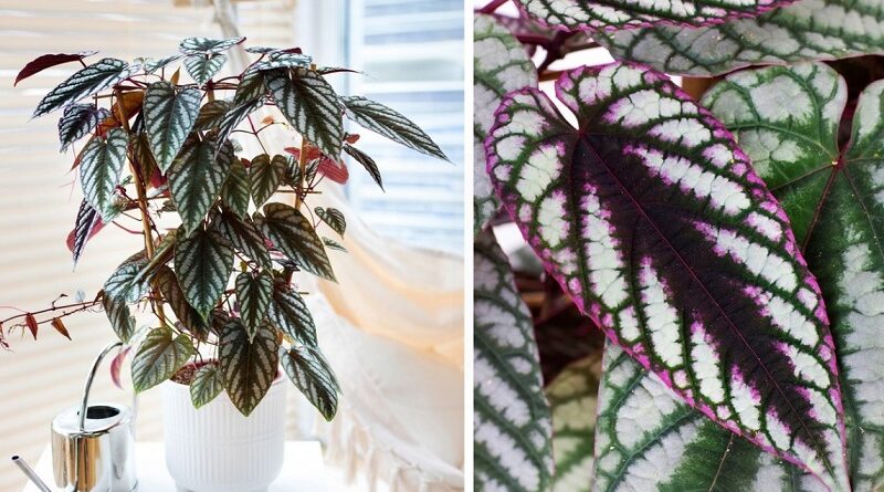 Cissus discolor: Jak pěstovat begónii rex a jak o ni pečovat
