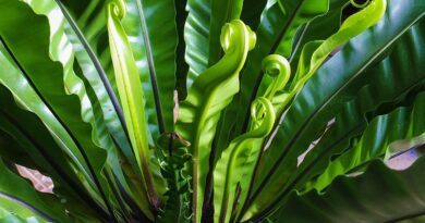 5 častých důvodů proč vaše rostliny vadnou nebo žloutnou