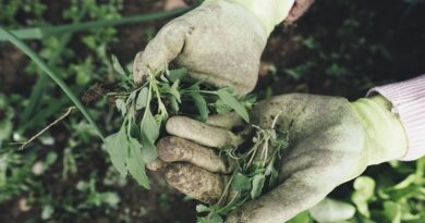 Domácí herbicidy k hubení plevele a hubení škůdců