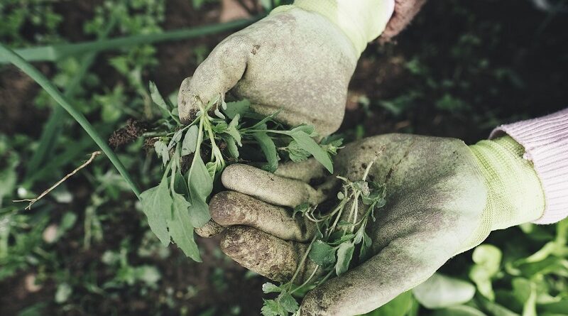 Domácí herbicidy k hubení plevele a hubení škůdců