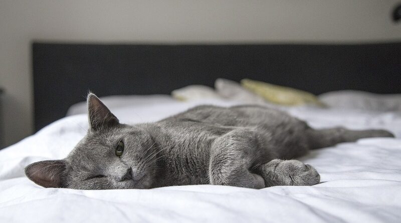 Dobré důvody, proč držet kočku dál od postele