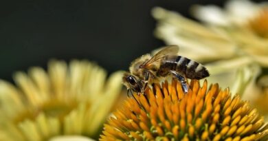 První pomoc a domácí prostředky na včelí bodnutí