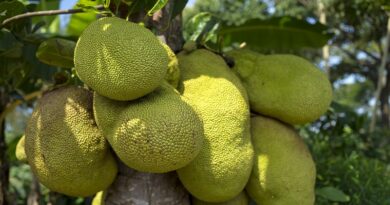 Důvody, proč je jackfruit pro vás prospěšný