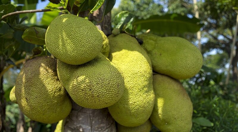 Důvody, proč je jackfruit pro vás prospěšný