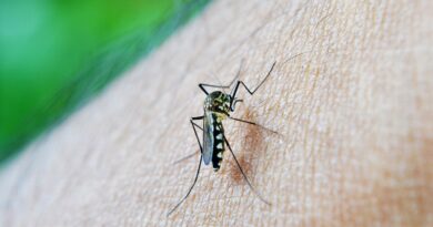 Léčba horečky dengue a způsoby, jak jí předcházet