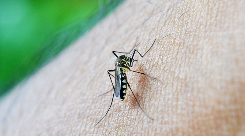 Léčba horečky dengue a způsoby, jak jí předcházet