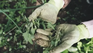 Likviduje jedlá soda plevel? Zjistěte jak ji použít na zahradě