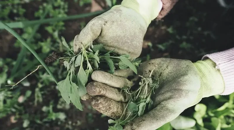Likviduje jedlá soda plevel? Zjistěte jak ji použít na zahradě