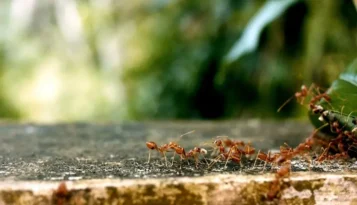 Jak se účinně zbavit mravenců na zahradě i v domě: Co funguje?