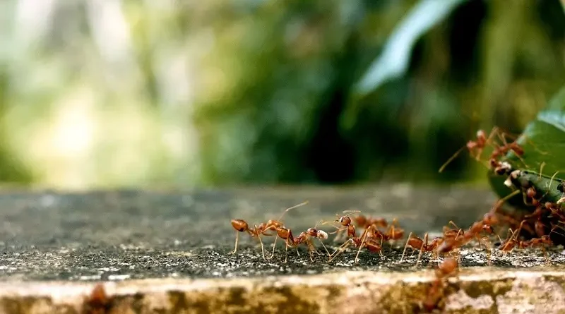 Jak se účinně zbavit mravenců na zahradě i v domě: Co funguje?
