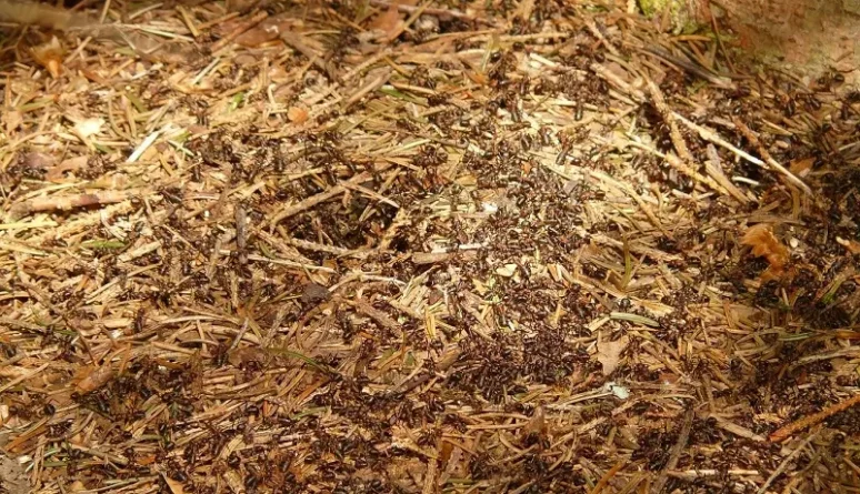 Než se pustíte do boje s mravenci, najděte mraveniště