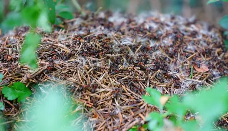 Prevence je klíč - Odraďte mravence dříve, než se vrátí