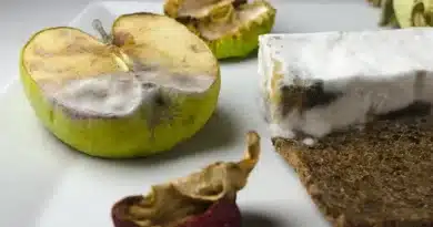 Co s plesnivým jídlem? Vyhodit nebo stačí plíseň odkrojit