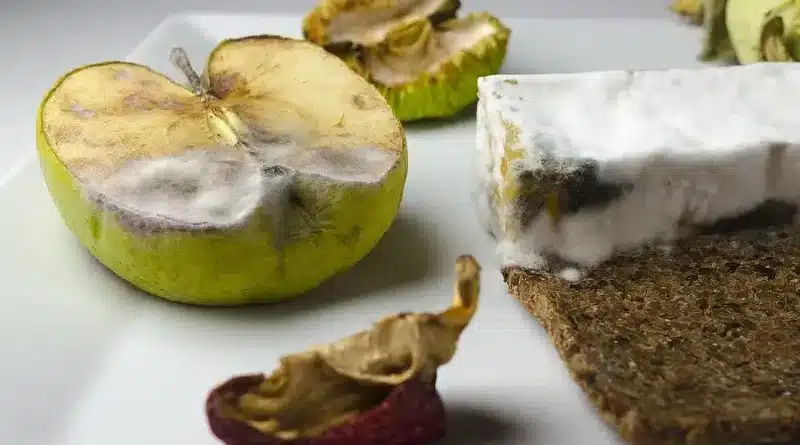 Co s plesnivým jídlem? Vyhodit nebo stačí plíseň odkrojit