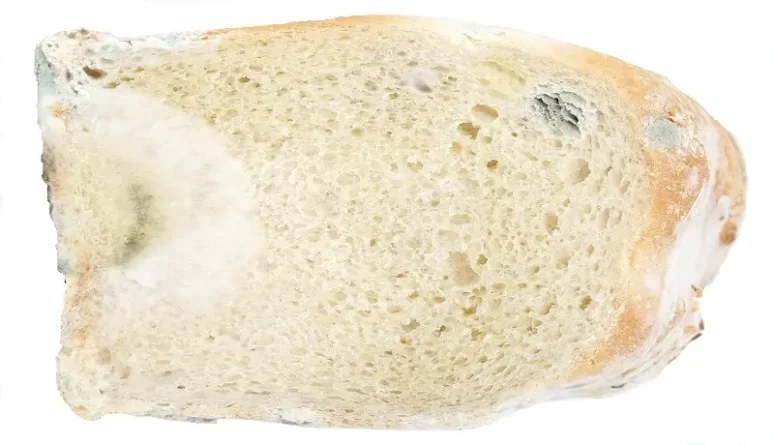 Kdy je lepší plíseň odkrojit a kdy raději jídlo vyhodit