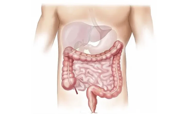 Proč je zdraví střev tak důležité?