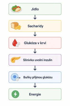 Schéma jak tělo reguluje hladinu cukru v krvi